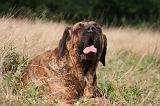 FILA BRASILEIRO 103